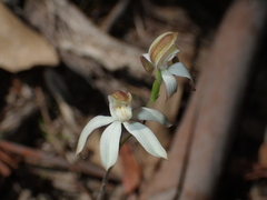 Caladenia moschata