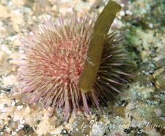 Psammechinus miliaris