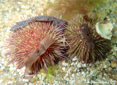 Psammechinus miliaris