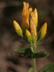 Hypericum hirsutum