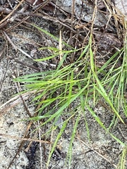 Panicum repens