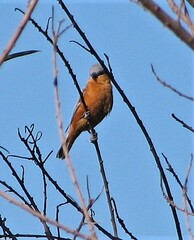 Sporophila hypoxantha