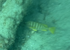 Lutjanus apodus