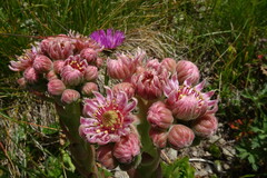 Sempervivum caucasicum