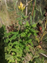 Hypericum hirsutum