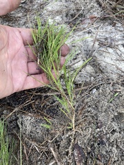 Panicum repens