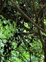 Rhipidura albogularis