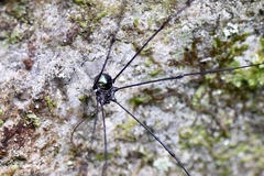 Gagrellinae