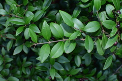 Syzygium buxifolium