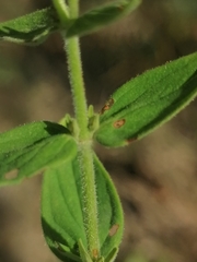 Hypericum hirsutum