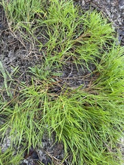 Panicum repens