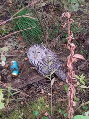 Strix uralensis
