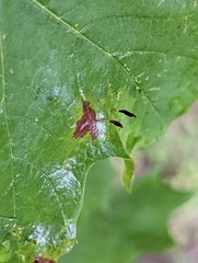 Vasates aceriscrumena