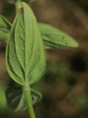 Hypericum hirsutum