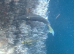 Acanthurus tractus
