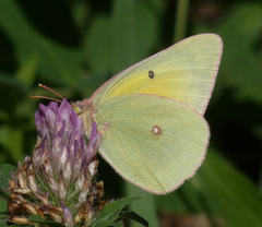 Colias christina