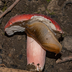 Russula rhodocephala