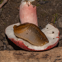 Russula rhodocephala