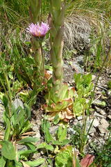 Sempervivum caucasicum