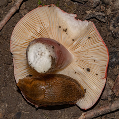 Russula rhodocephala