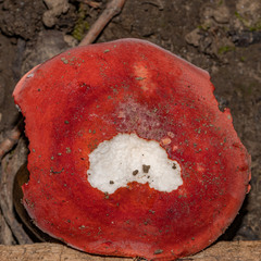 Russula rhodocephala