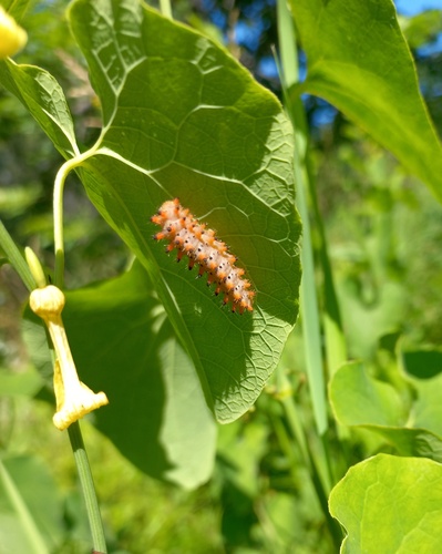 Southern Festoon, Дюртюлинский р-н, Респ. Башкортостан, Россия, photo 8 of 10