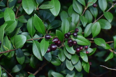 Syzygium buxifolium