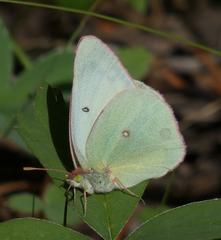 Colias christina
