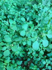 Salpichroa origanifolia