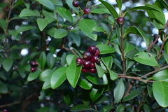 Syzygium buxifolium
