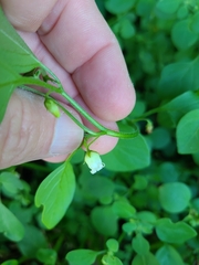 Salpichroa origanifolia