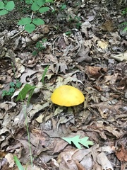 Retiboletus