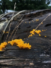 Dacrymyces spathularia