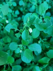 Salpichroa origanifolia