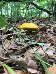 Retiboletus