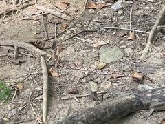 Agkistrodon contortrix