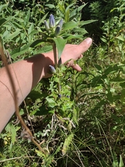 Gentiana andrewsii