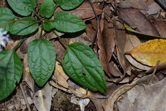 Ainsliaea macroclinidioides