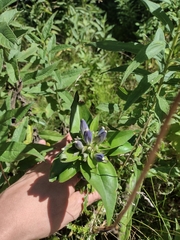 Gentiana andrewsii