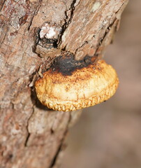 Hexagonia vesparia