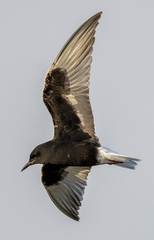 Chlidonias leucopterus