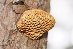 Hexagonia vesparia
