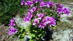 Pelargonium cucullatum