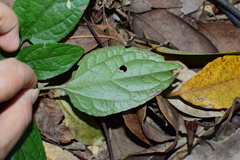 Ainsliaea macroclinidioides