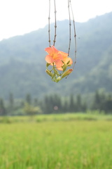 Campsis grandiflora