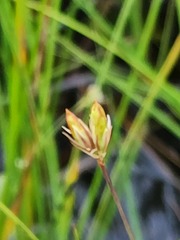 Juncus stygius americanus