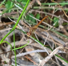 Sympetrum vicinum