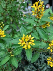 Galphimia glauca