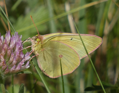 Colias christina