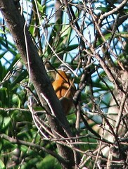 Sporophila hypoxantha